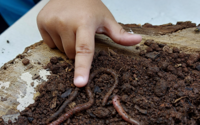 Contato com a natureza promove aprendizado e descobertas científicas no Colégio Piedade!